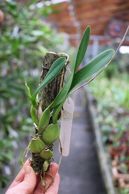 Laelia rubescens semi alba.jpg