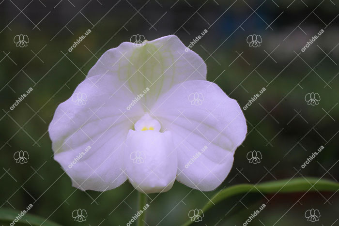 Paphiopedilum ang thong alba.jpg