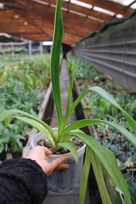 Phragmipedium Andean Fire (besseae x lidleyanum).jpg