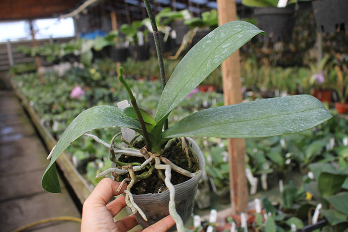 Phalaenopsis 'Ito' peloric.jpg