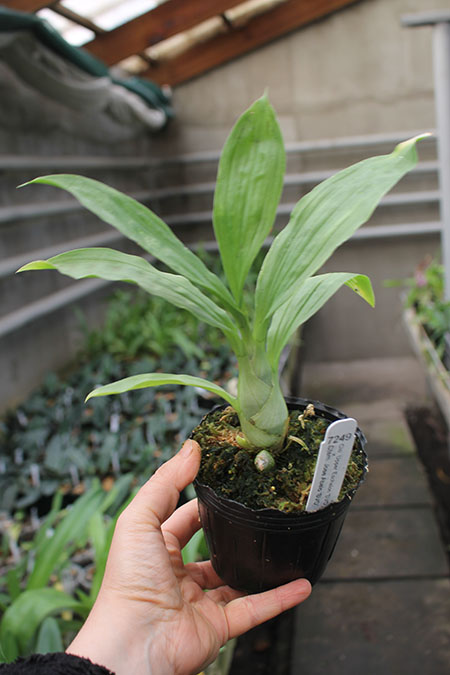 Clowesia Upper Echelon 'SVO Sun Blast' x Catasetum Jose Abalo 'SVO'.jpg