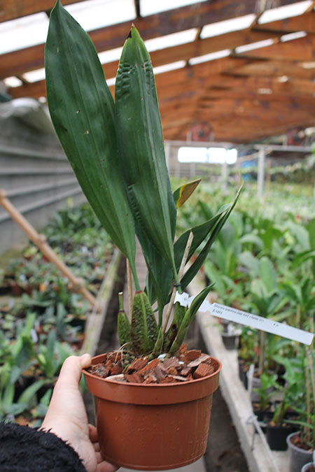 Bifrenaria tyrianthina (dark 'AWZ' x flamea 'SC').jpg