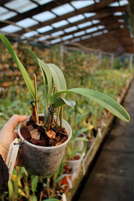Cattleya lueddemanniana concolor (clara) x self.jpg