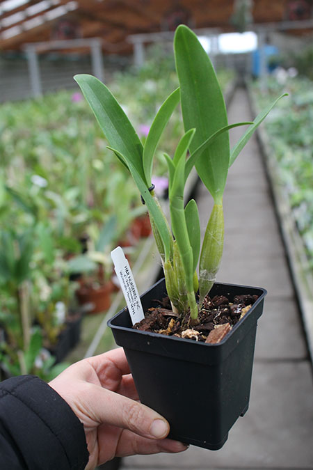 Dendrobium Joyce Kelly (johnsoniae x spectabile).jpg