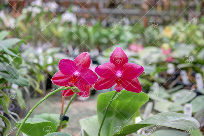 Phalaenopsis.jpg