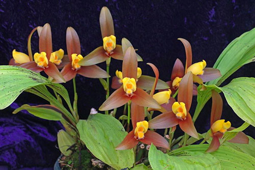 Lycaste lasioglossa.jpg