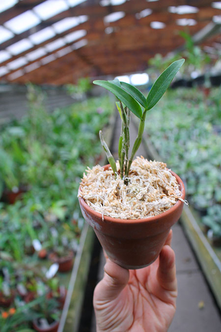 Dendrobium moniliforme Raizan.jpg