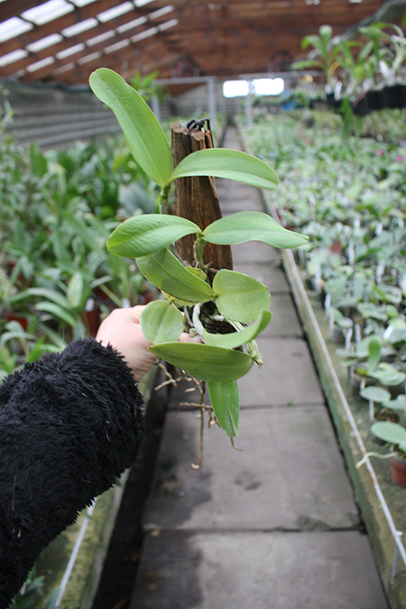 Cattleya Brabantiae 'Banderantes'.jpg