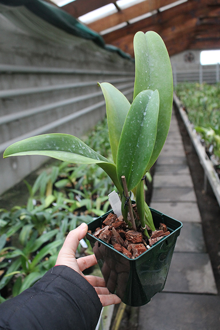 Laeliocattleya Dinard 'Blue Heaven'.jpg