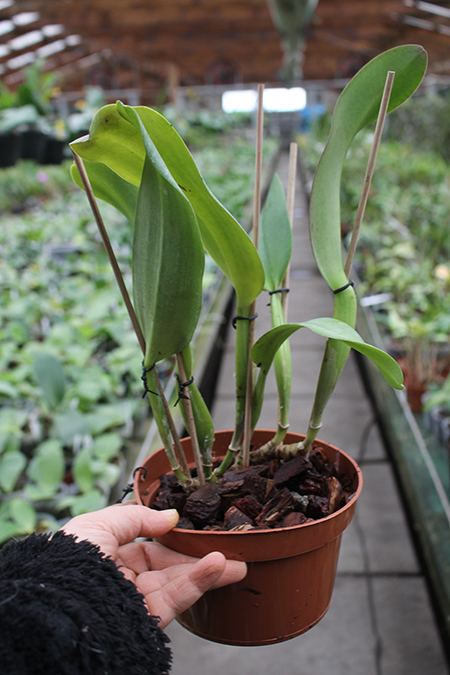 Brassolaeliocattleya Tubtim Siam.jpg
