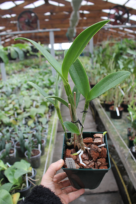 Rhyncholaeliocattleya Waianae Leopard 'Ching Hua'.jpg