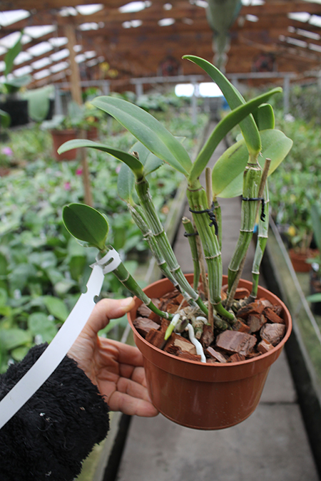 Cattleya intermedia orlatao 'AWZ' x intermedia 'Quantum'.jpg