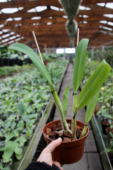Brassolaeliocattleya Aloha Spirit 'Lenette'.jpg
