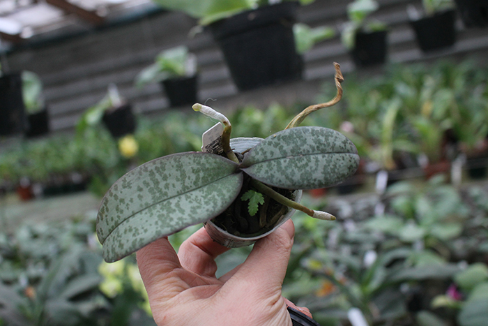 Phalaenopsis Celebes Wave 'Smile Sawn'.jpg