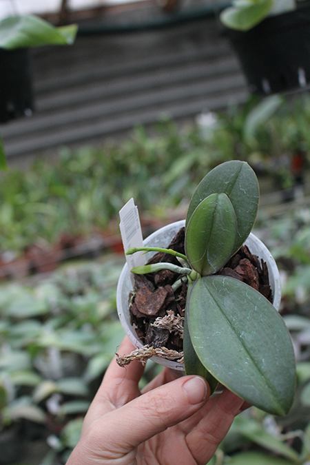 Phalaenopsis Mini Mark 'Maria Teresa'.jpg