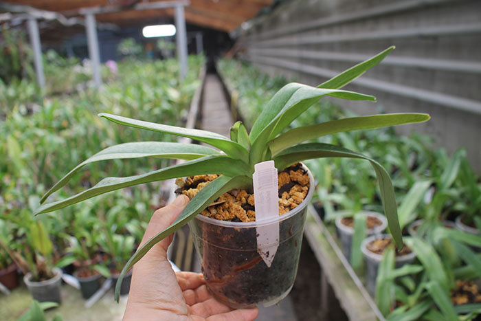 Paphiopedilum Winston Churchill x bellatulum.jpg