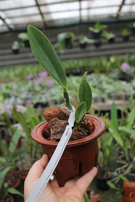 Cattleya walkeriana rubra pelorica 'Esperada' x (walkeriana rubra flamea 'Portinari' x SLF).jpg