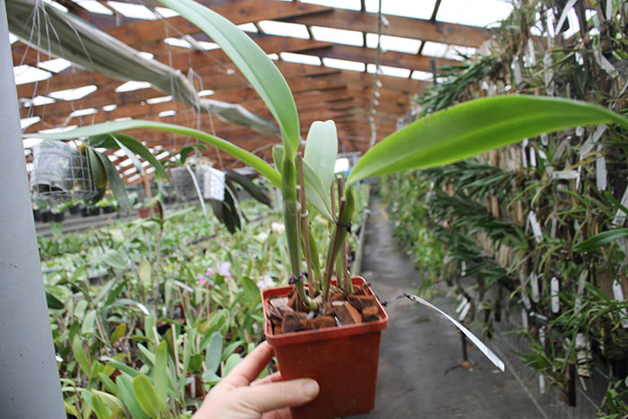 Cattleya labiata coerulea 'Bastiao' x Cattleya labiata coerulea 'Lourival'.jpg