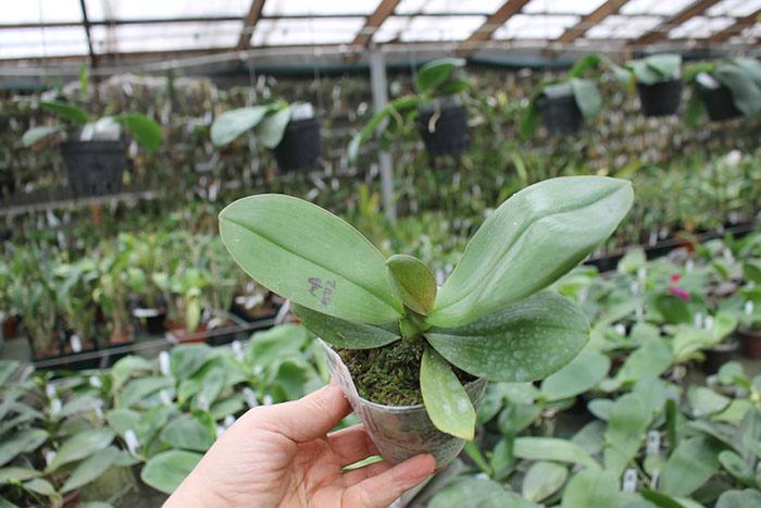 Phalaenopsis Diamond Beauty '1202' x Mituo Reflex Dragon 'B-1'.jpg