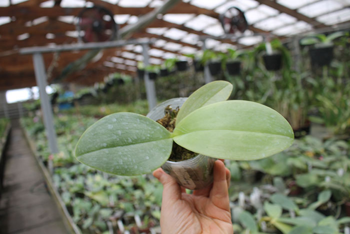 Phalaenopsis Friday's Princess 'Brother'.jpg