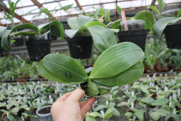 Phalaenopsis Mituo Purple Bear x LD's Bear King.jpg