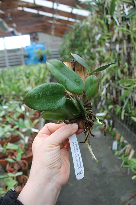 Cattleya schilleriana 'SVO II' x schilleriana 'Afri'.jpg