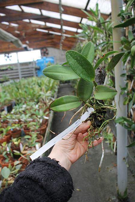 Cattleya schilleriana 'Ibiracu' x Cattleya schilleriana 'Agua Surda'.jpg