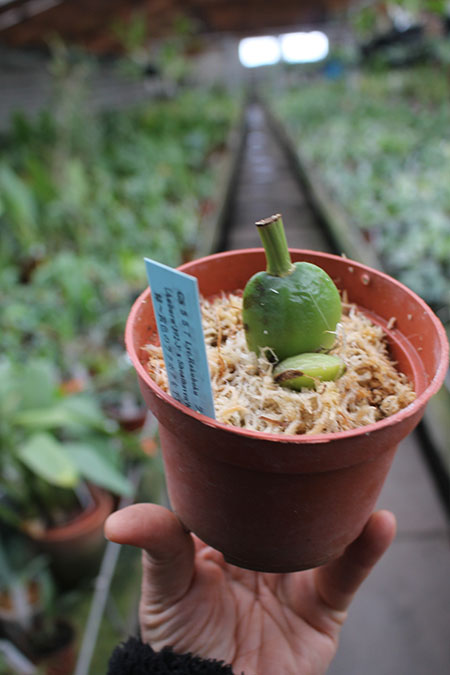 Lycaste Rakuhoku (Auburn Dichiling x Shoalhaven 'Kobe').jpg