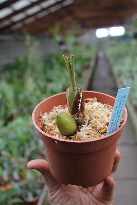 Lycaste Valentine (Cherish x Shonan Melody).jpg