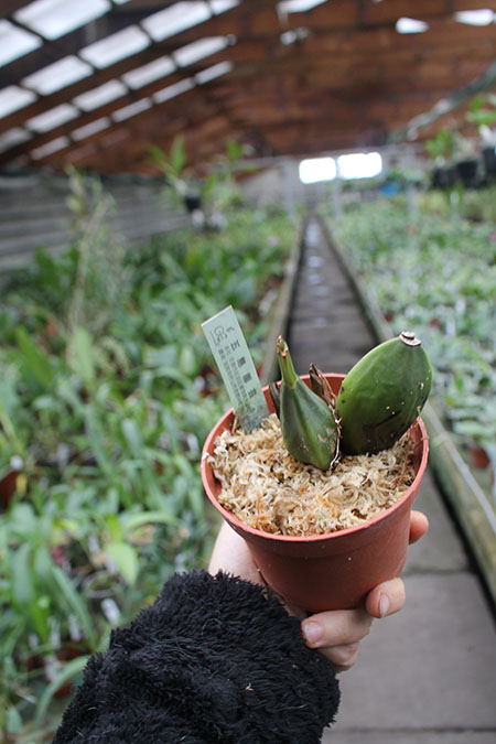 Lycaste Petit Devil (Rapsberry 'Red' x Chita Parade 'Red').jpg