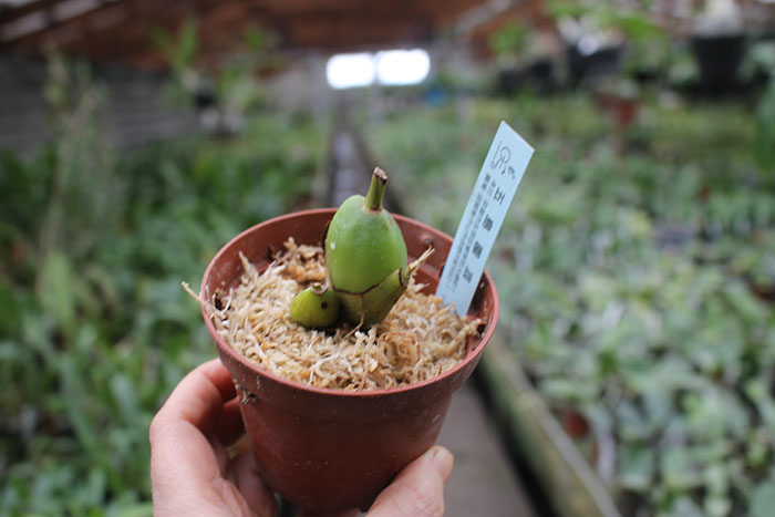 Lycaste Rakuhoku (Auburn Dichiling x Shoalhaven 'Kobe').jpg