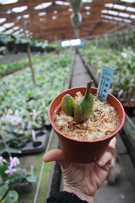 Lycaste Valentine.jpg