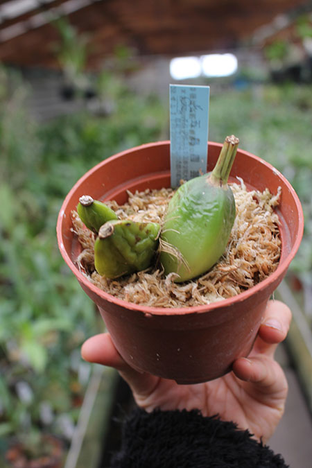 Lycaste Shonan Melody.jpg