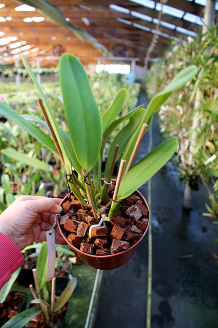 Cattleya labiata rubra integra-orlata-pincelada x Laelia pumila 'Ruby Queen'.jpg