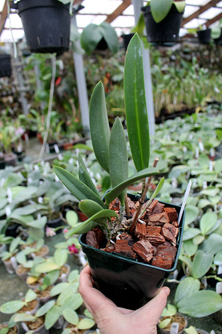 Brassocattleya Tsiku Archangel.jpg