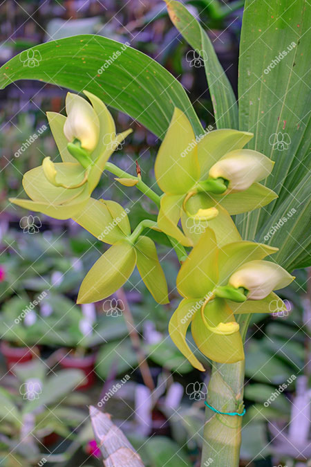 Cycnoches Jumbo Cooper 'SVO' x Alexis Jesus Pardo 'Sleeper Keeper'.jpg