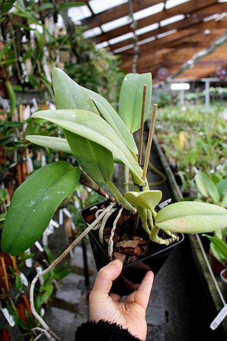 Cattleya warneri semi alba (boa forma) x Cattleya warneri semi alba 'Rubi'.jpg