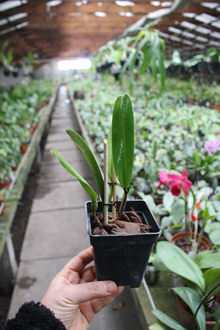 Cattleya mossiae concolor x SELF.jpg
