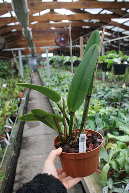 Cattleya maxima Ecuador.jpg