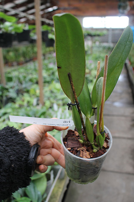Cattleya jenmanii orlata 'Pacaraima' x SELF.jpg