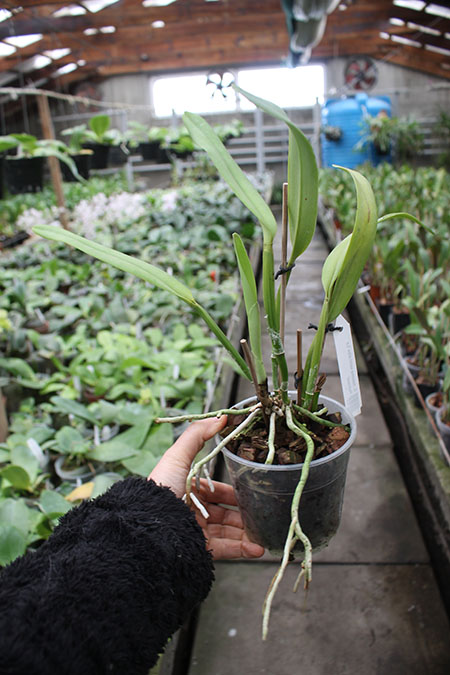 Cattleya maxima semi-alba 'La Pedrena'.jpg