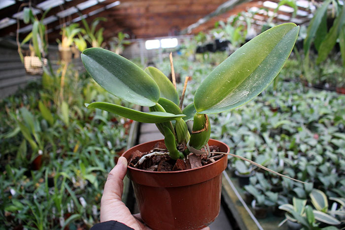 Cattleya warneri integra orlata-pincelada 'Superba' x SELF.jpg
