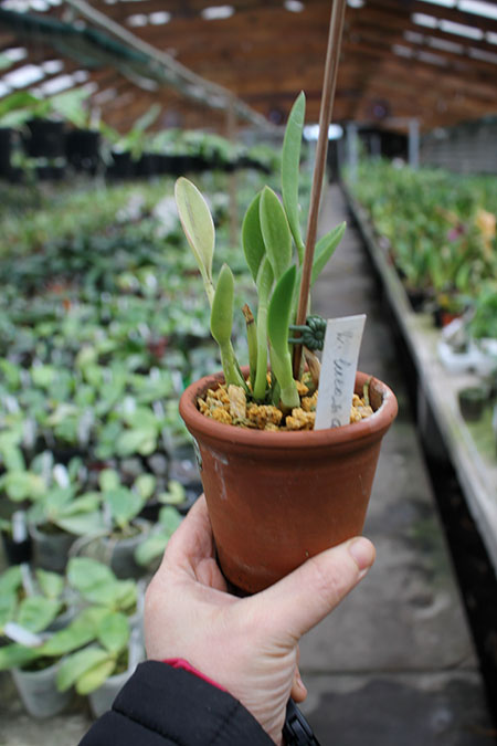 Laelia lucasiana.jpg