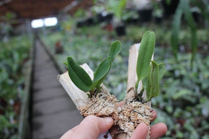 Cattleya dowiana x self (Rosita type).jpg