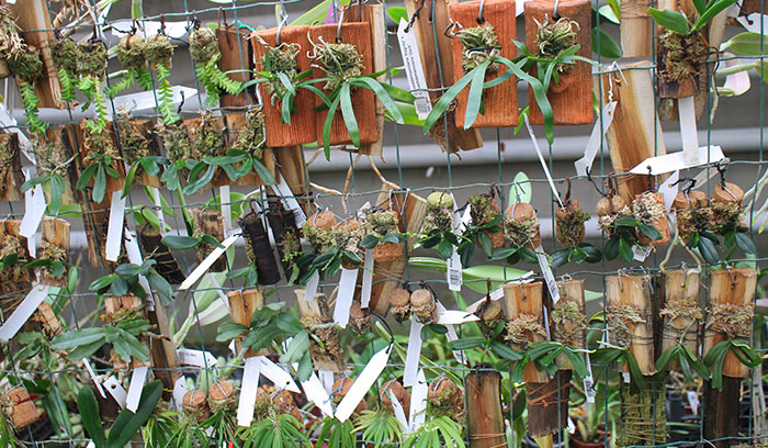 Angraecoid orchids.jpg