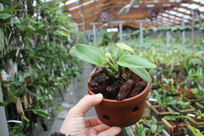 Cattleya walkeriana var princeps.jpg