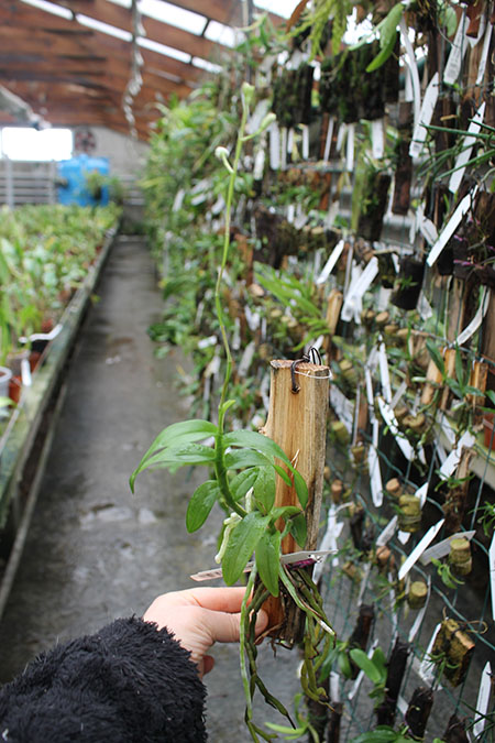 Barkeria whartoniana.jpg