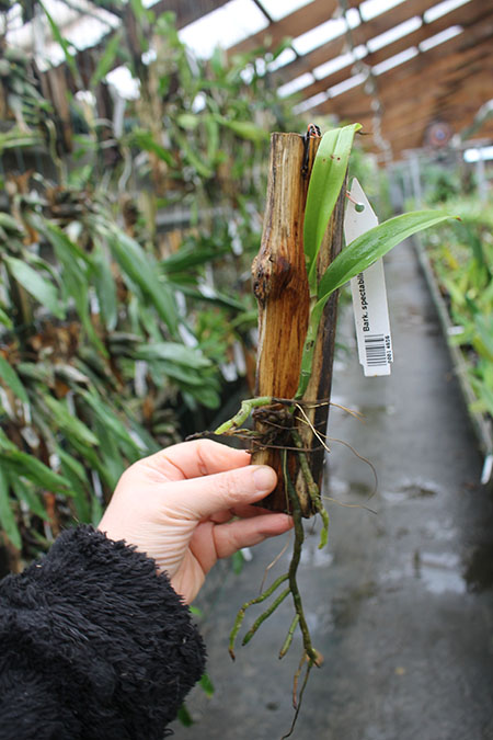 Barkeria spectabilis.jpg