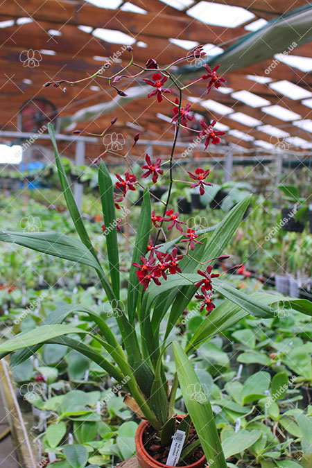 Vuylstekeara Yokara 'Perfection' x Oncidium leucochillum.jpg