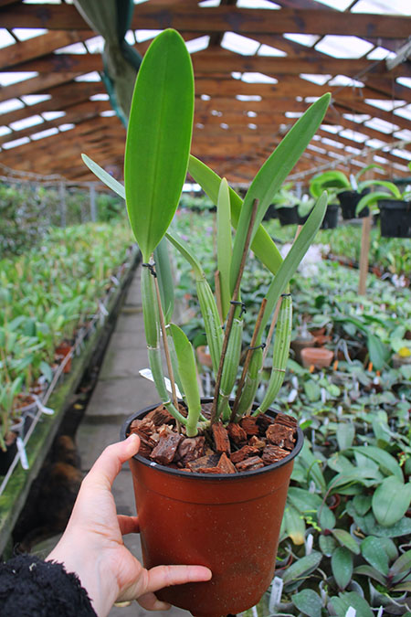 Cattleya lueddemanniana (coerulea 'Mariauxi' x tipo) x lueddemanniana coerulea 'Tania'.jpg